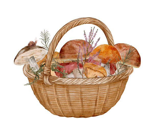 autumnthemed forest mushroom artwork, handcrafted watercolor scene of woodland fungi in fall colors autumn woodland mushroom art, watercolor forest fungi illustration, rustic watercolor scene with forest fungi and foliage, handpainted moss and pine needle accents on earthy hand-drawn watercolor illustration foraging-basket stock illustrations