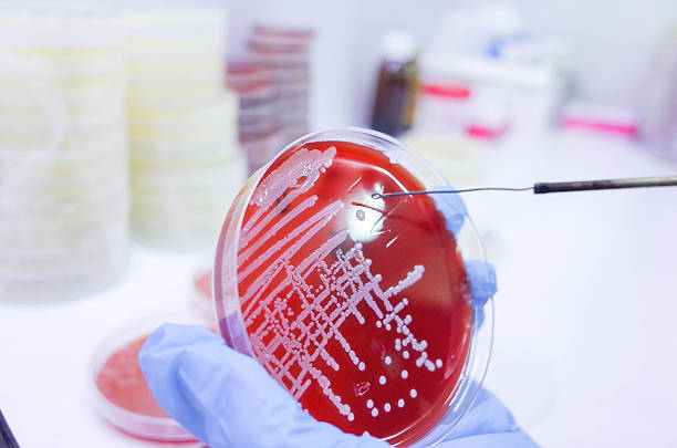 istock Scientist manipulating bacterial culture in lab 2245400027