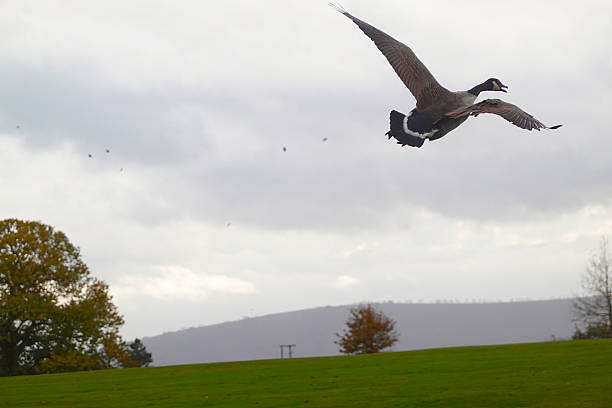 Geese flying away into a very white sky. lots of copy room.