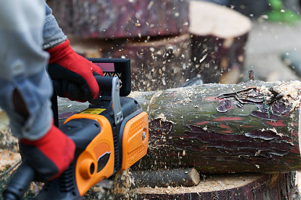 istock A man cutting fallen tree with an electric chainsaw 2245401467