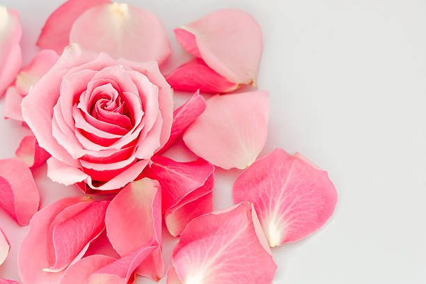 istock Pink rose surrounded by delicate petals on a light background for a romantic setting 2245401558