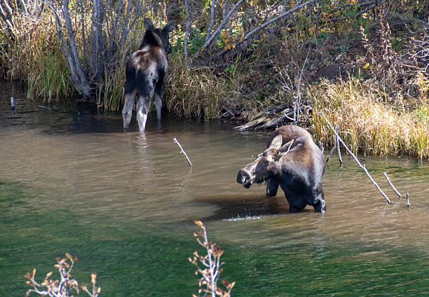istock Moose Cow and Calf grazing by the riverbank 2245402326