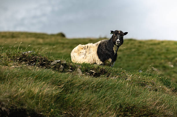 istock Sheep Near Kallur Lighthouse in Faroe Islands 2245402365