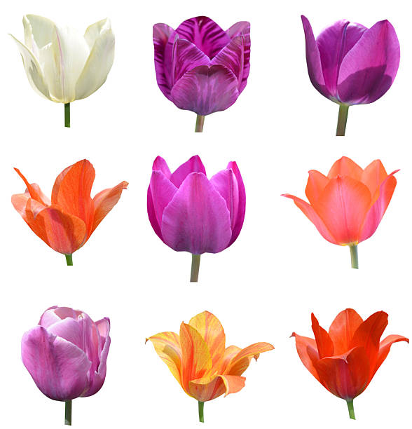 istock tulip flowers on collage 2245402519