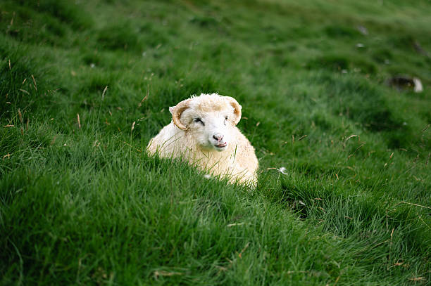 Sheep grazing on green grass near the famous Kallur Lighthouse, Kalsoy, Faroe Islands, with dramatic coastal cliffs and ocean views.