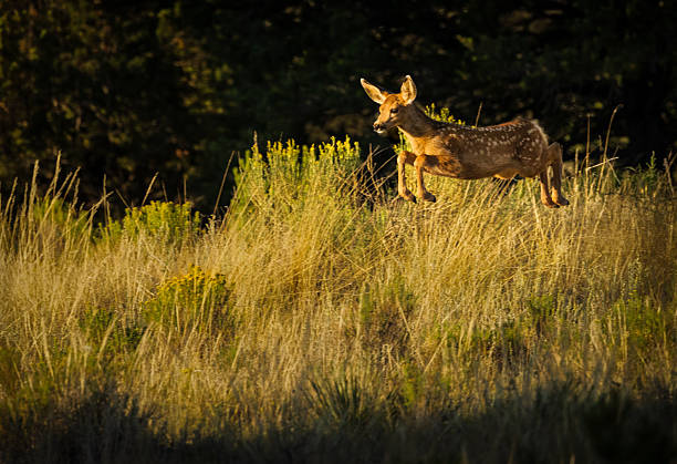 Running deer in a meadow