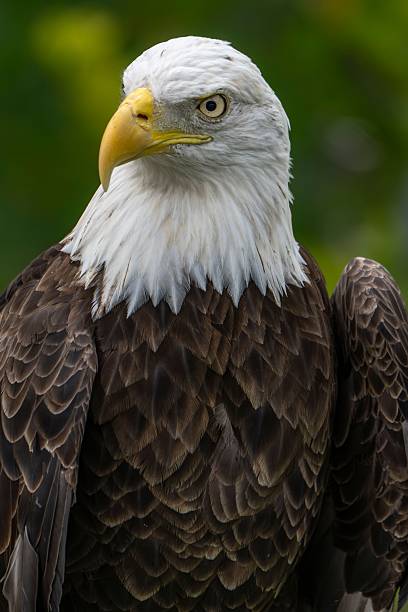 istock Majestic Bald Eagle, Haliaeetus leucocephalus Close-Up 2245404084