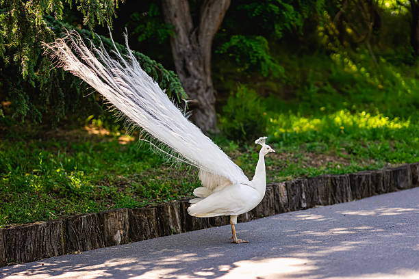 istock Elegant white peacock with long feather train walking gracefully in green garden under soft daylight. Scenic purity, grace and rare beauty in natural environment 2245404379