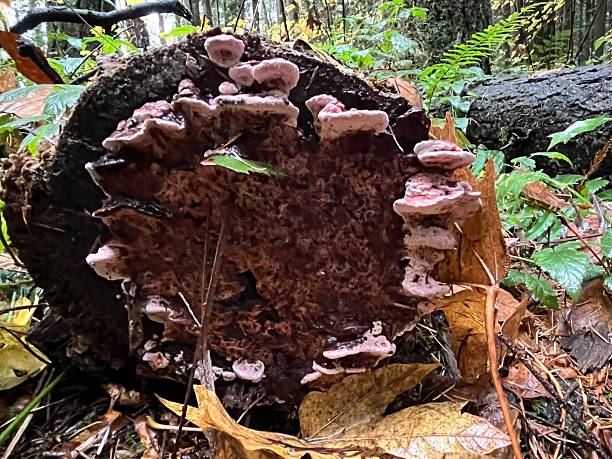 istock Polypores, also known as bracket or shelf fungi, growing in a serene forest environment in the Pacific Northwest in autumn 2245404468