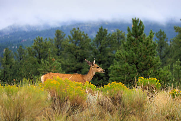 Mule deer doe walking in a tall golden grass and colorful sage meadow in autumn with a background of a ponderosa pine tree forest and low clouds covering the Wet Mountains, Colorado, USA.