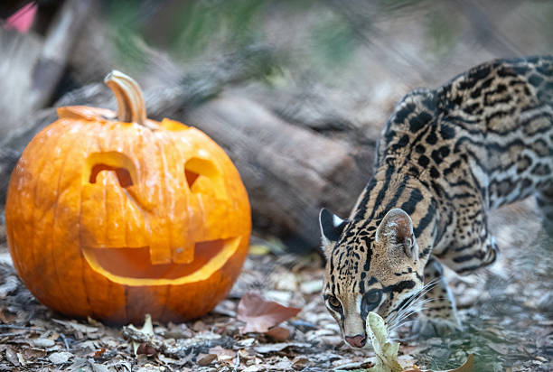Salvador, an ocelot at the OC Zoo in Irvine Regional Park, explores his enclosure and the Halloween-themed enrichments left by zookeepers before feeding time during the annual Halloween Zoo-Tacular on Saturday, October 25, 2025.