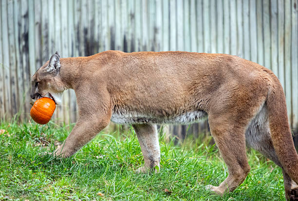 A mountain lion explores the Halloween-themed behavioral enrichments, including jack-o-lanterns, in its zoo enclosure.