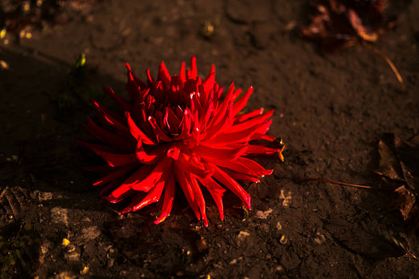 Close-up of a dramatic red dahlia or chrysanthemum flower on dark, textured ground, illuminated by a strong light, creating intense color contrast.