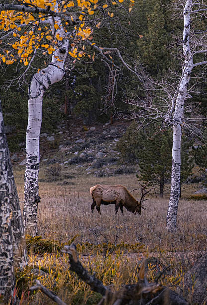 This captivating scene captures a tranquil moment deep within a forested landscape at dusk. Tall, slender aspen trees with their distinctive white bark and hints of golden leaves stand gracefully against a backdrop of lush evergreen trees and distant mountains bathed in soft, fading light. A lone elk grazes peacefully among the rocky and grassy clearing, embodying the serenity and quiet beauty of wilderness life. The interplay of shadows and warm sunlight filtering through the branches creates a harmonious contrast that highlights the natural textures and colors of this serene environment. This image beautifully exemplifies the calm, untouched essence of nature as day transitions into night.
