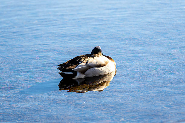 Wildlife thrives - ducks glide across calm water, birds call from the reeds, and clusters of mushrooms quietly sprout along the forest trails, revealing a peaceful pocket of nature in the city, Burnaby, BC Canada
