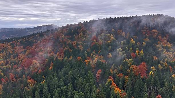 istock Misty mountain ridge adorned with vibrant autumn foliage 2245411050