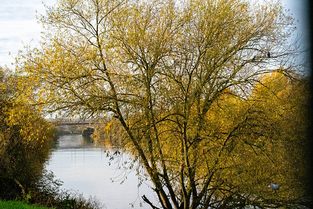 A landscape view of a river  Trent lined with trees in autumn color in Nottingham, UK.