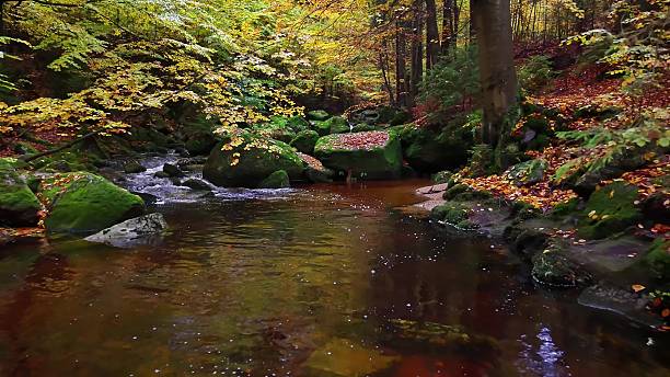 istock Peaceful forest brook flowing over stones with lush greenery 2245413054