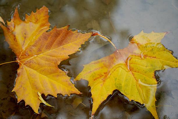 Two autumn maple leaves with vibrant yellow and orange colors floating on water surface showing natural beauty of fall season.