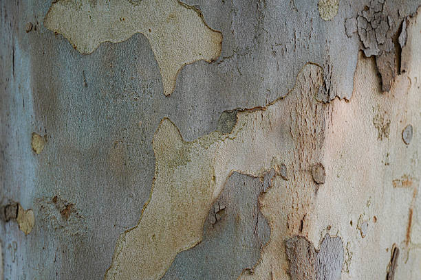 istock Close-up view of tree bark with various textures and colors 2245414211