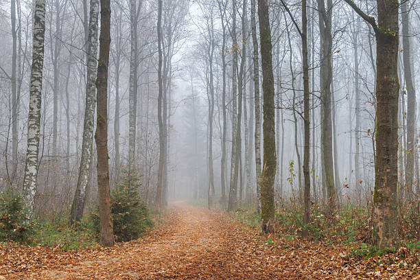 Foggy Forest Path, a tranquil view of a trail through a dense forest shrouded in mist, leaves scattered on the ground, creating a serene atmosphere.