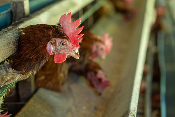 Close-up portrait of a beautiful chicken on a farm. The red chicken shows vibrant plumage and natural details. Perfect for agricultural, farming, poultry, and nature-related projects. Ideal for stock photography, editorial use, and educational content about farm animals and livestock.