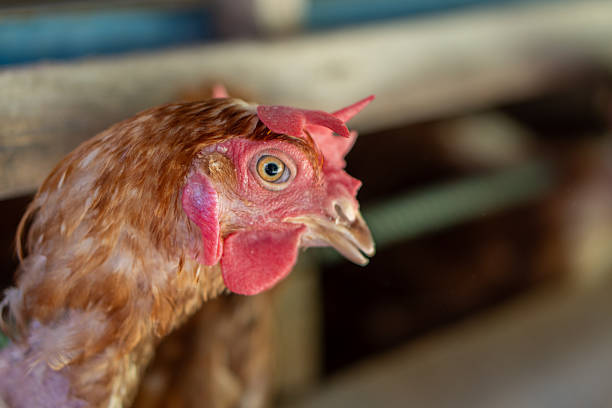 Red chicken on farm, showing beautiful poultry portrait. This bird is perfect for agricultural, farming, livestock, and nature-related projects. Ideal for educational and commercial stock imagery.