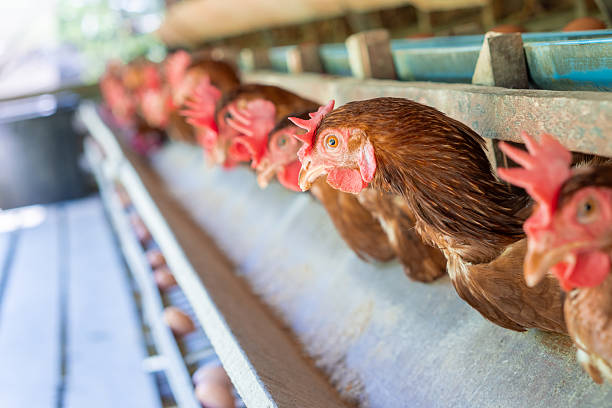 Red chicken on farm, showing beautiful poultry portrait. This bird is perfect for agricultural, farming, livestock, and nature-related projects. Ideal for educational and commercial stock imagery.