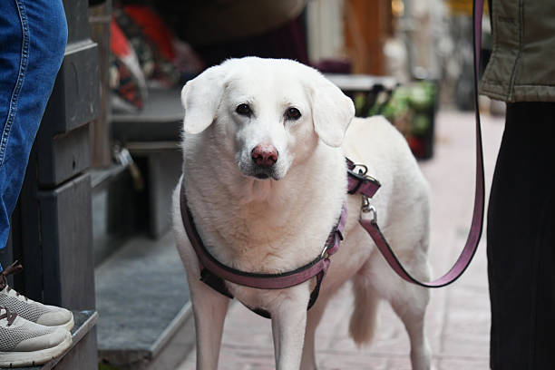A white dog waits patiently by its owner near a cafe during the day.