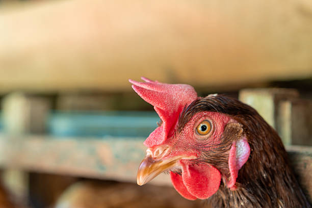 istock Red Chicken on Farm - Poultry Portrait 2245417339