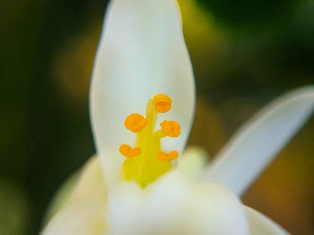 Flower petals with stamens (macro)