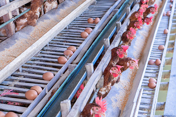 istock Red Chicken on Farm - Poultry Portrait 2245417825