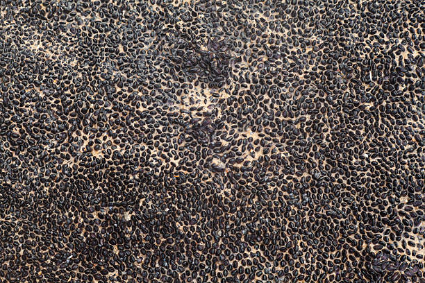 Close-up texture of small pebble surface embedded in cement. Organic, rough pattern. Natural abstract background for construction, landscaping, and exterior design projects