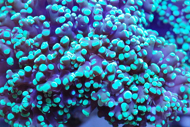 istock Metallic Green Frogspawn Coral, euphyllia divisa 2245419954