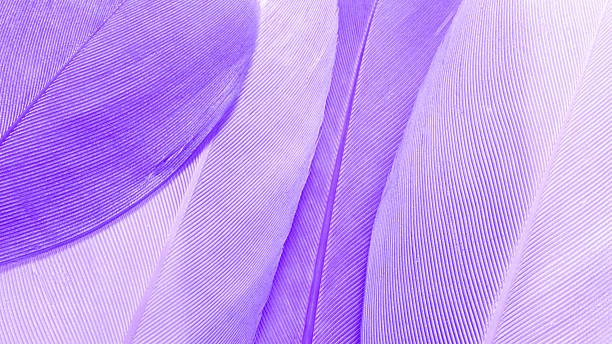 istock Macro photo violet feathers, natural pattern with fine texture and soft lines, abstract nature banner. Minimal pastel composition for beauty, fashion, spa, design concepts. Aesthetic beauty nature. 2245420327