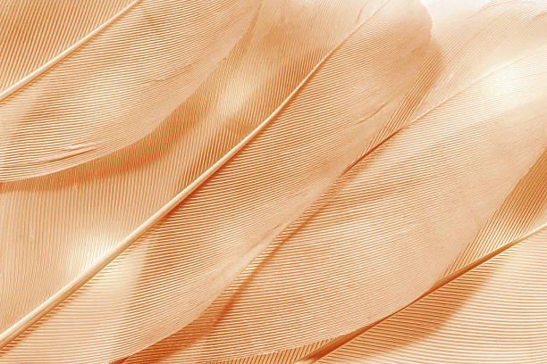 Abstract white feather background, soft color, art design, texture with copy space