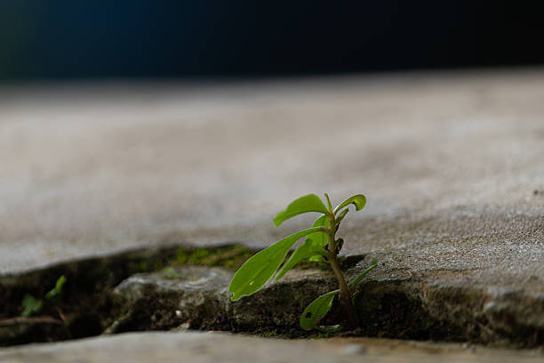 istock Hope concept: green sprout growing from concrete crack 2245420498