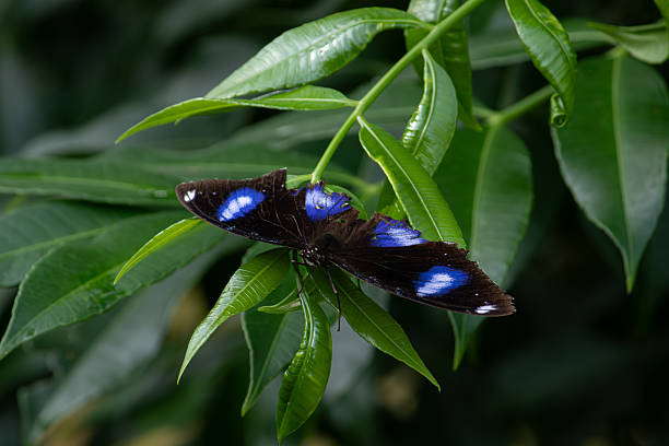 istock Great Eggfly butterfly with blue spots on green leaves 2245420525