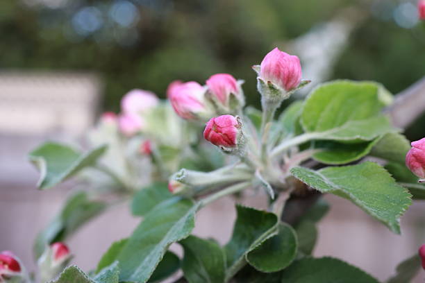 Close-up of pink apple flower buds beginning to bloom on a tree branch, surrounded by green leaves and soft natural light.