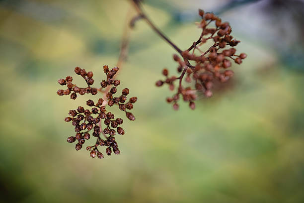 Close-up of dry plant branches with clusters of small brown seed pods against a softly blurred green background. The warm earthy tones and shallow depth of field evoke a calm autumn atmosphere and the quiet beauty of nature.