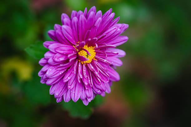 Close-up of a pink chrysanthemum with delicate water droplets on its petals and a bright yellow center. The soft background and vivid colors highlight the freshness and natural beauty of the flower after rain.