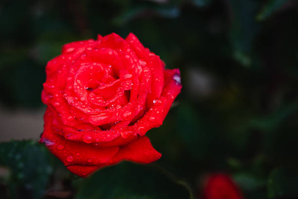 Close-up of a red rose bloom covered with water droplets, captured against a soft neutral background. The vivid petals and delicate texture symbolize love, passion, and natural beauty after the rain.