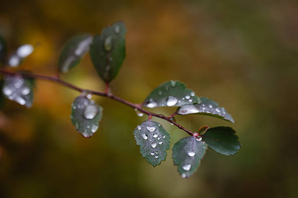 Close up of pear tree leaves with raindrops, relaxing view in rainy day