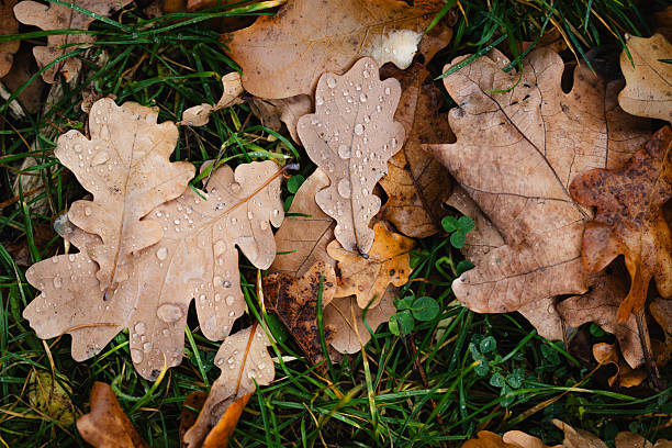 Close-up of brown oak leaves scattered on green grass, covered with fresh raindrops after an autumn shower. The contrast between the earthy tones and the vivid green highlights the beauty of seasonal change and natural decay.
