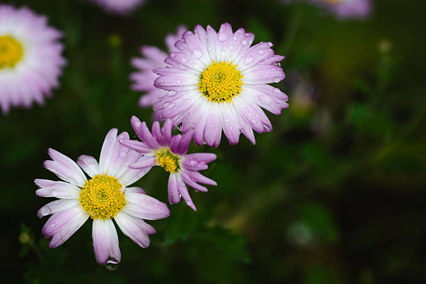 Close-up of delicate pink daisies with yellow centers, covered in tiny water droplets after rain. The soft petals and vibrant colors stand out against the dark green background, creating a fresh and calming floral composition.