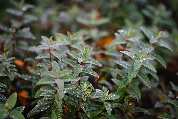 Close-up view of vibrant green leaves covered with glistening water droplets after rainfall. The fresh foliage and soft natural light create a serene and refreshing atmosphere, symbolizing purity and renewal in nature.