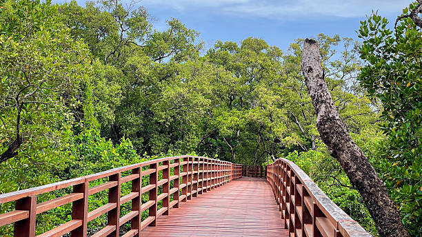 istock A wooden bridge walkway in a green mangrove forest serves as a nature learning path, promoting relaxation, 2245424872