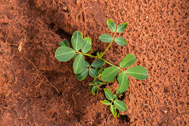 A young peanut plant (Arachis hypogaea) seedling sprouting from the rich red earth. A crucial stage for this unique geocarpic crop, vital for agriculture and the global food industry.