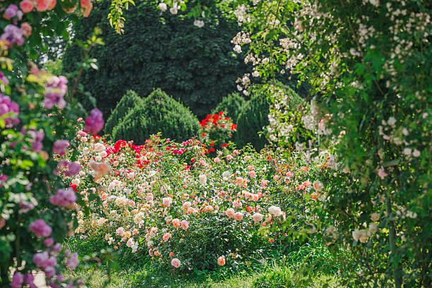 istock Colorful rose garden in full bloom on a sunny afternoon in spring 2245428471