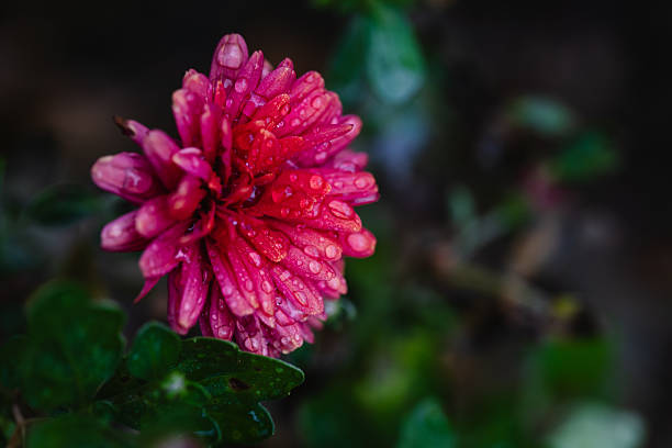 Close-up of a pink chrysanthemum flower covered with water droplets after rain. The delicate petals and vibrant color stand out against the soft green background, symbolizing freshness and natural beauty.